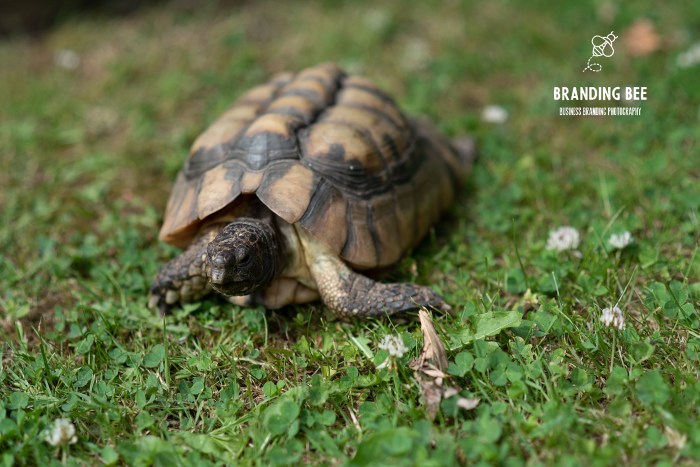 Natalie by Branding Bee 95